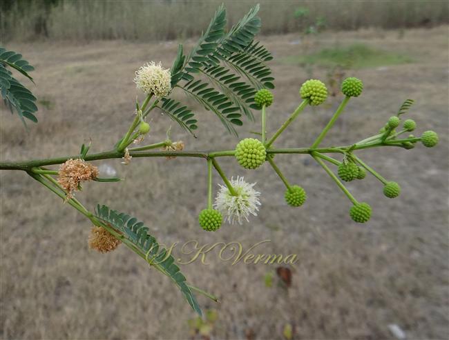  Flowering shoot